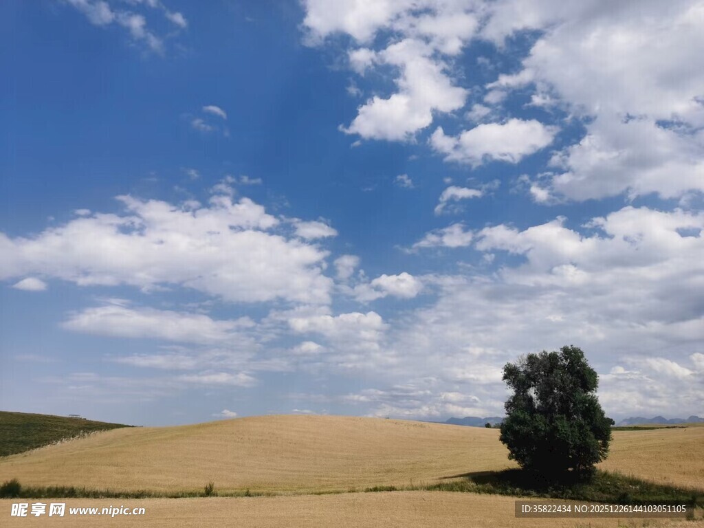 旷野孤树 蓝天白云之景