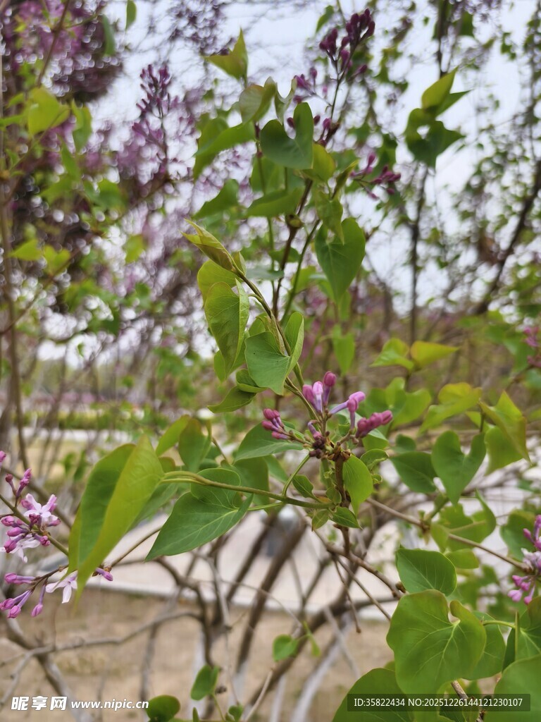 绽放的紫花绿叶植物