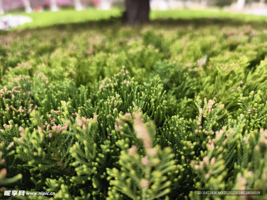 翠绿繁茂的低矮绿植景观