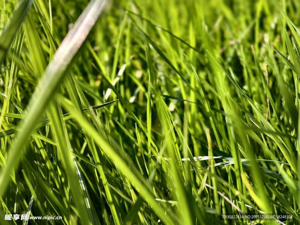 阳光下的嫩绿青草