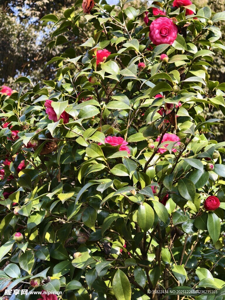 盛开的艳丽山茶花