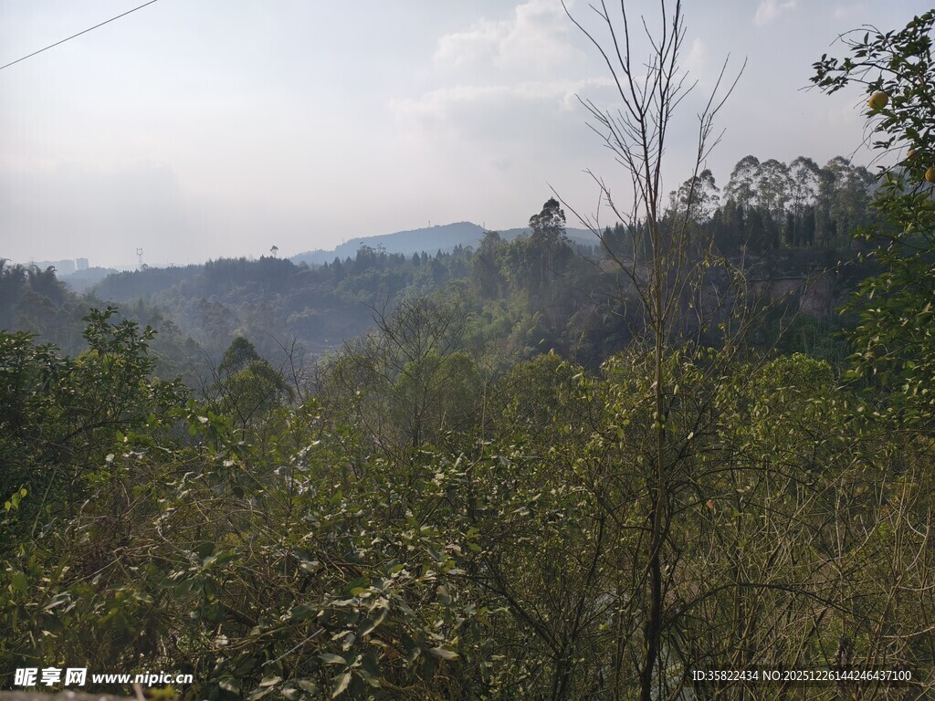 山间葱郁植被景观