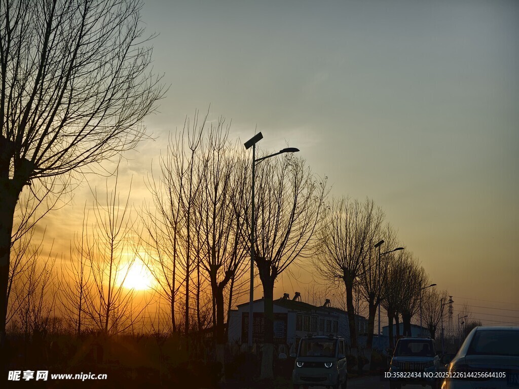 夕阳下路旁光秃树木景观