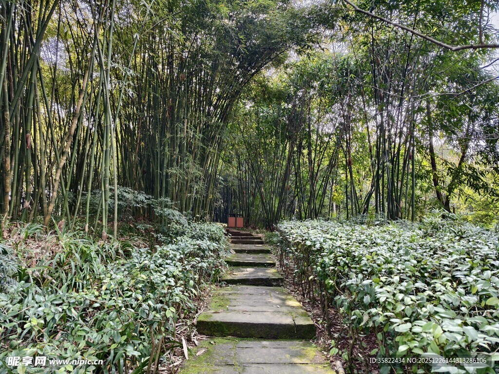 竹林间的石板小径