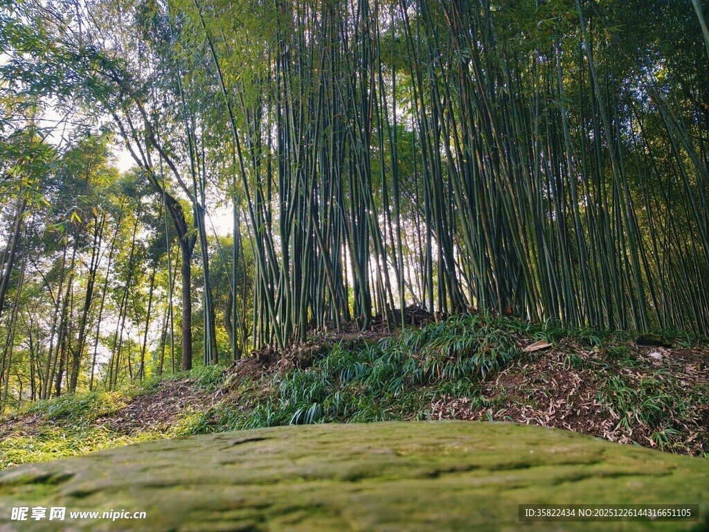 清幽竹林下的苔藓绿意