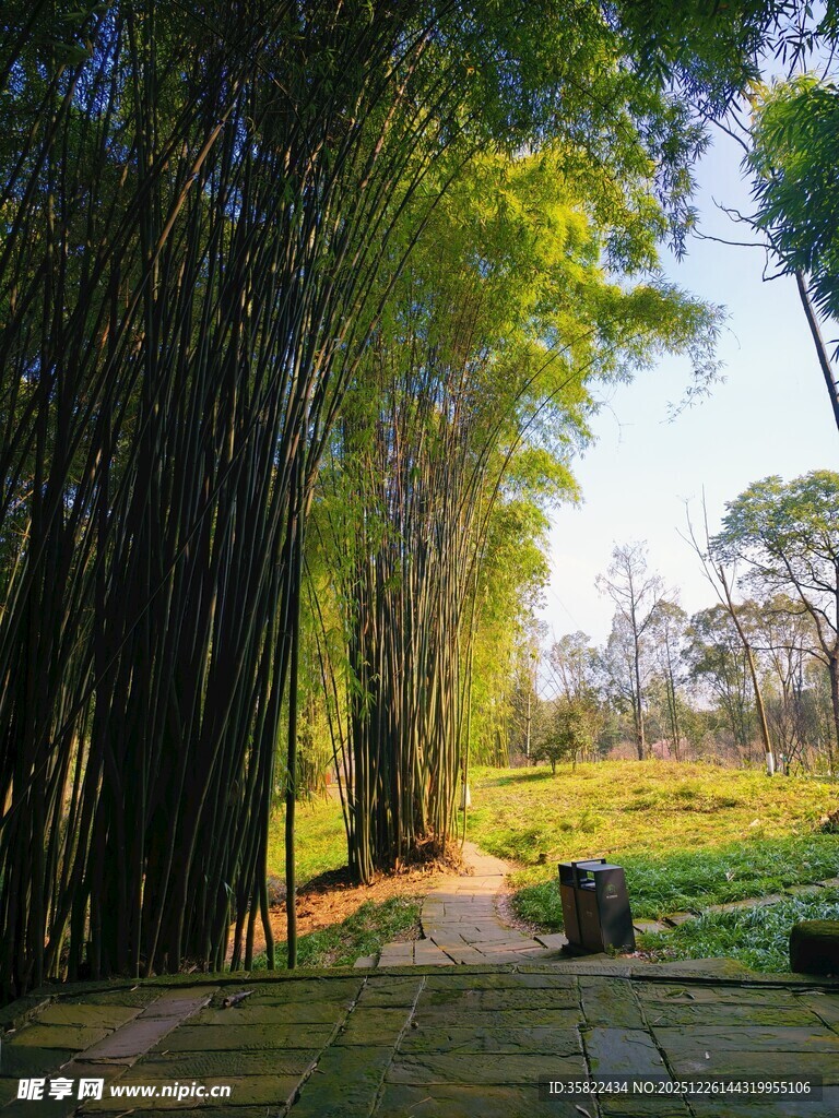 竹林小径 自然清幽之景