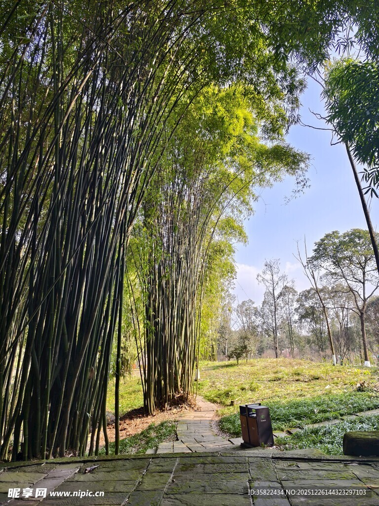 竹林间的静谧小道