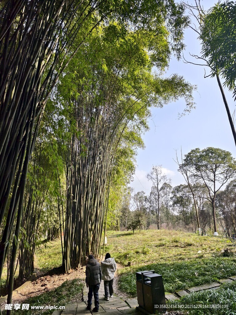 漫步竹林间的惬意之旅