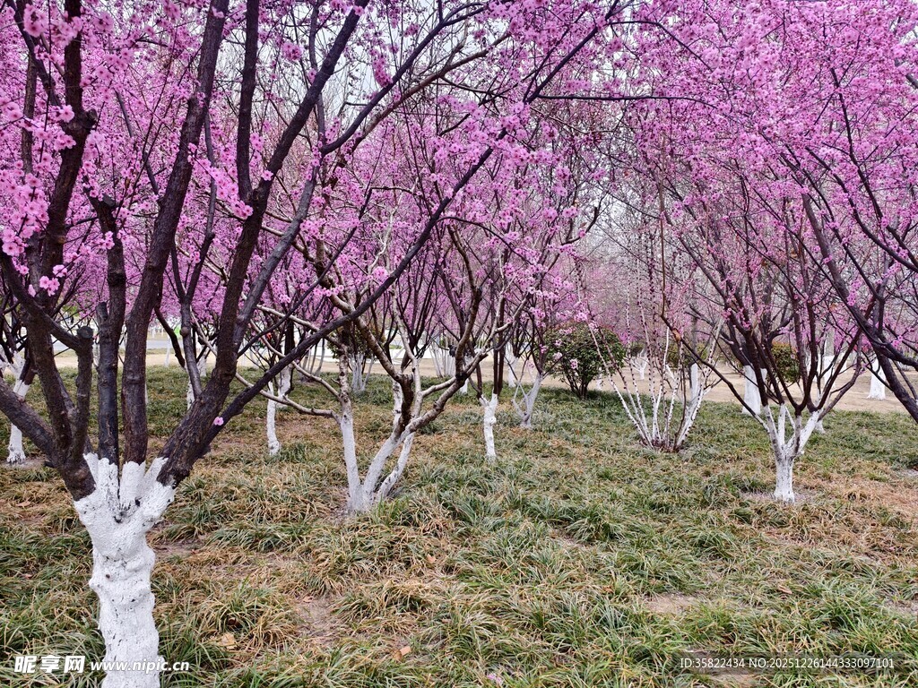 春日烂漫桃林美景