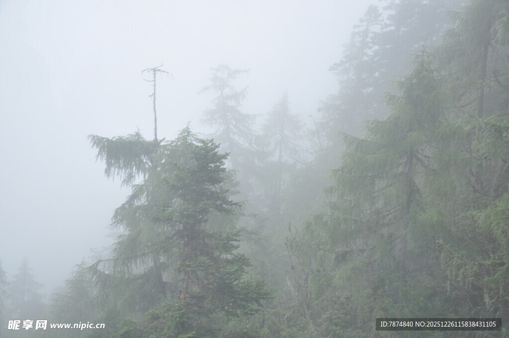 雾中森林里的高耸树木