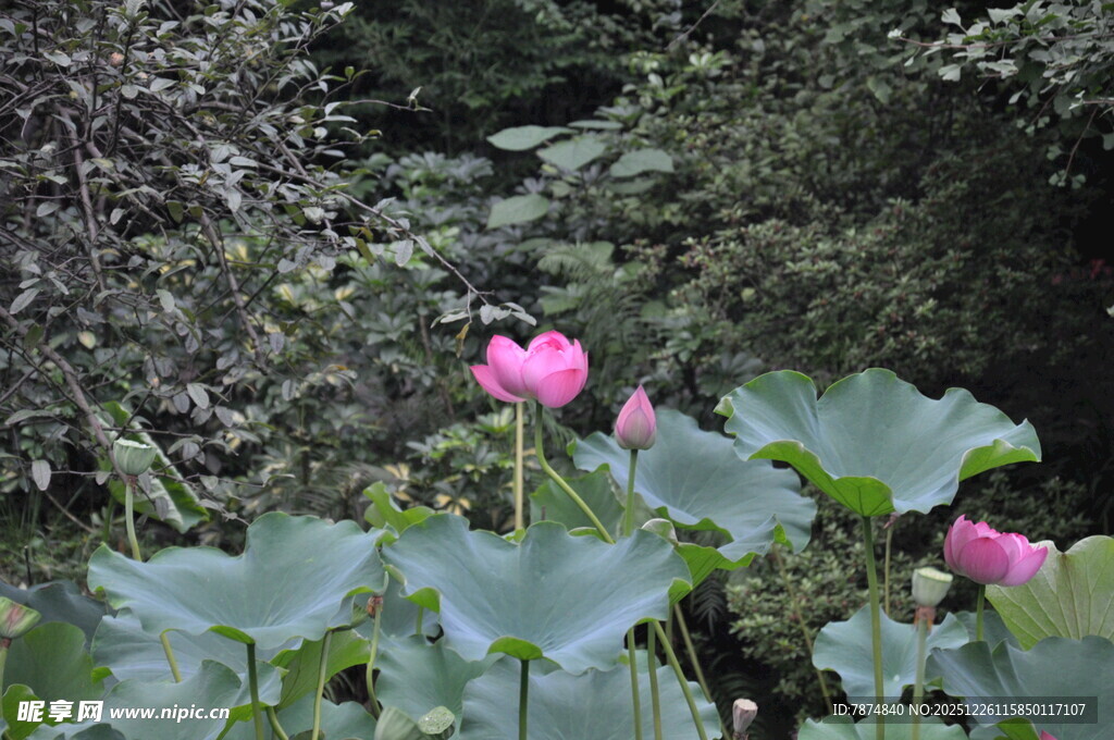 山林间绽放的娇艳荷花