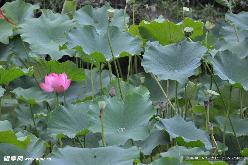 荷塘中绽放的娇艳荷花