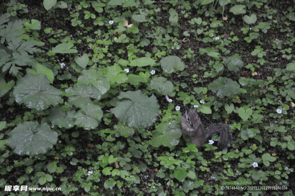 翠绿繁茂的地面植物景观