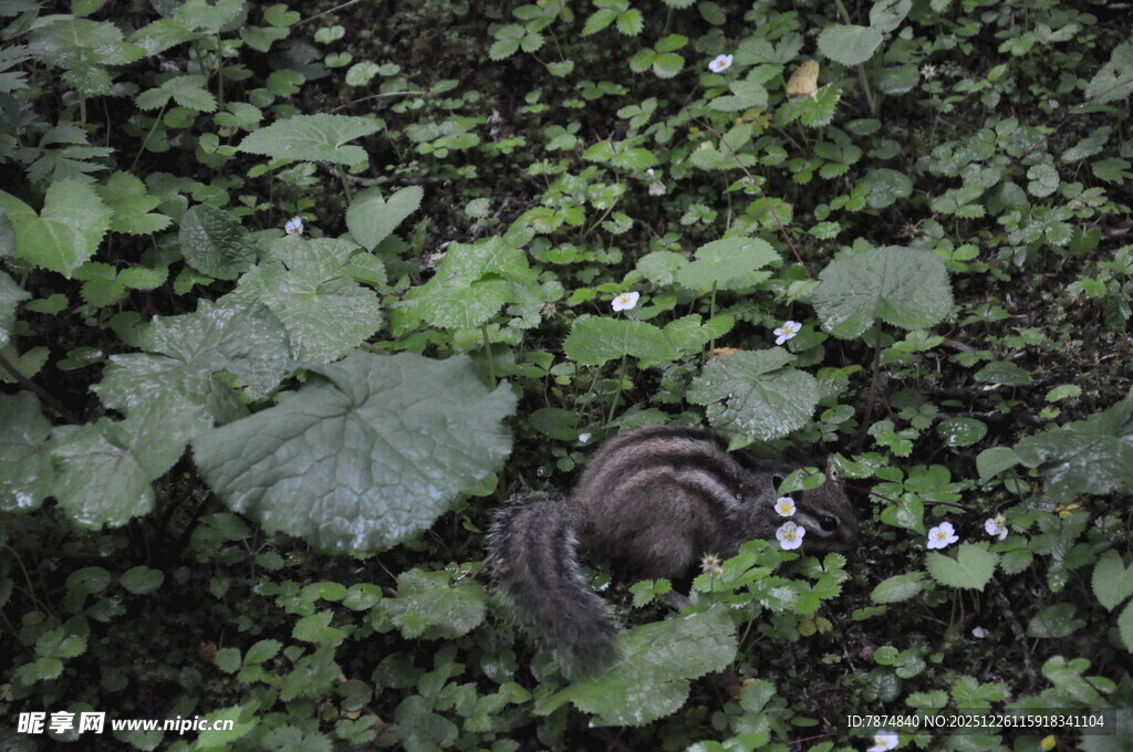 草丛中的蜷曲紫黑色物体