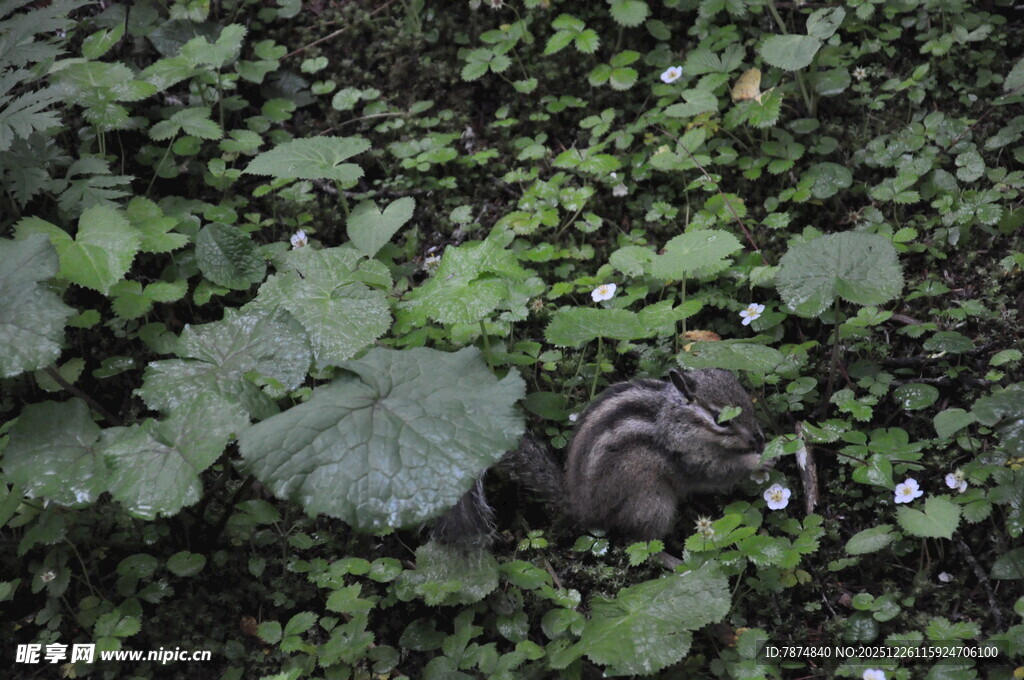 草丛中的神秘小动物