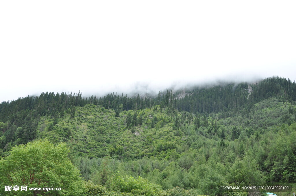 云雾缭绕的翠绿山林
