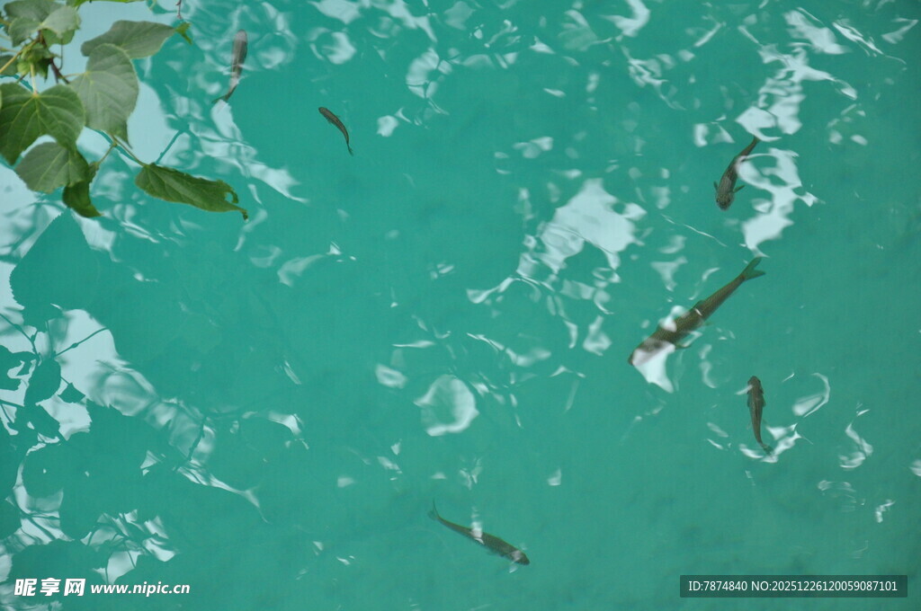 俯瞰清澈海水中的游动鱼儿