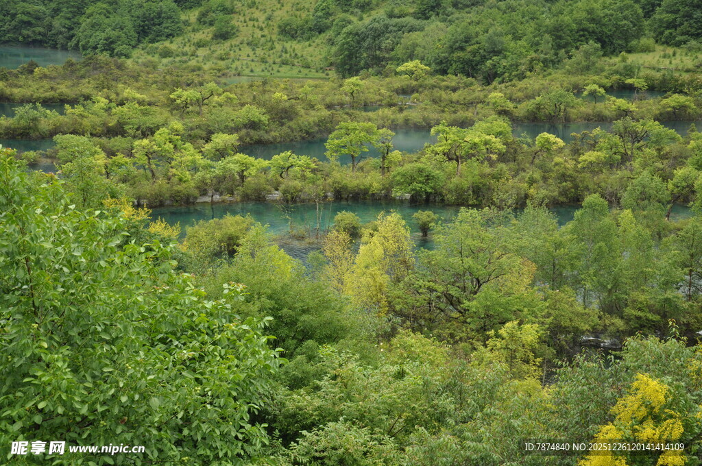 绿意盎然的森林湿地景观