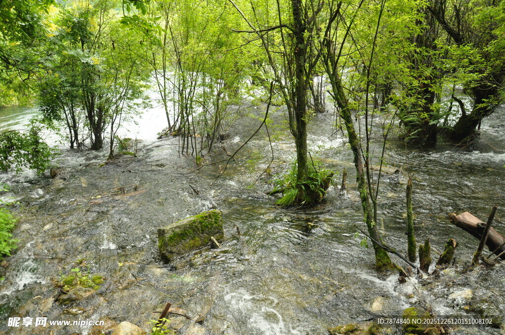 林间湍急溪流 绿意盎然