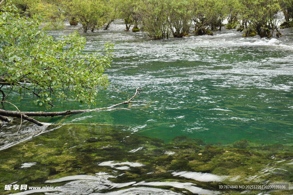 清澈溪流旁的葱郁景致