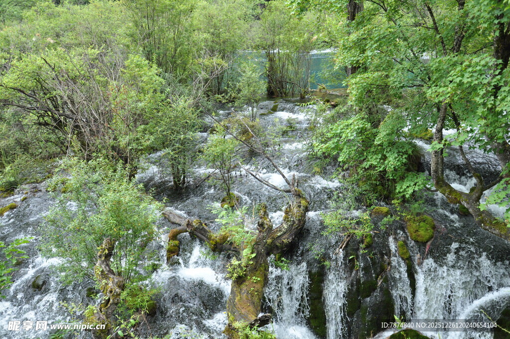 山间溪流穿林而过
