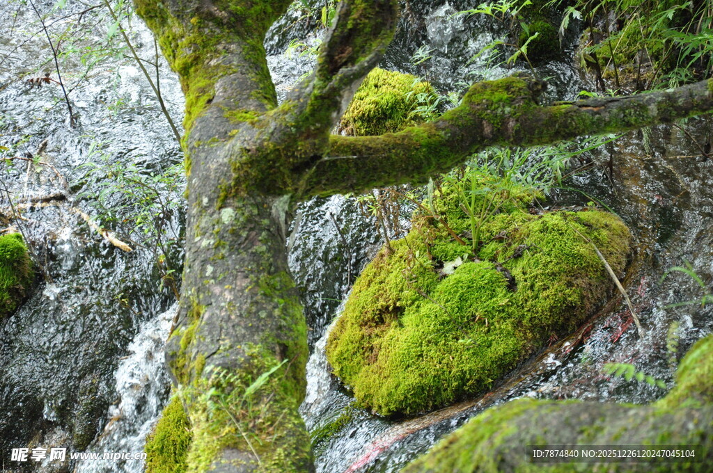 长满青苔的古老树干