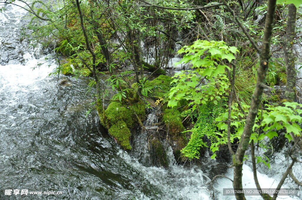 山间溪流旁的翠绿植被