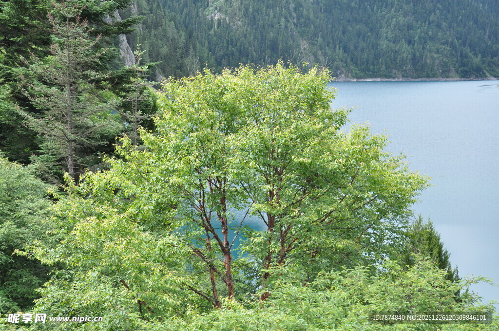 湖畔绿树风景