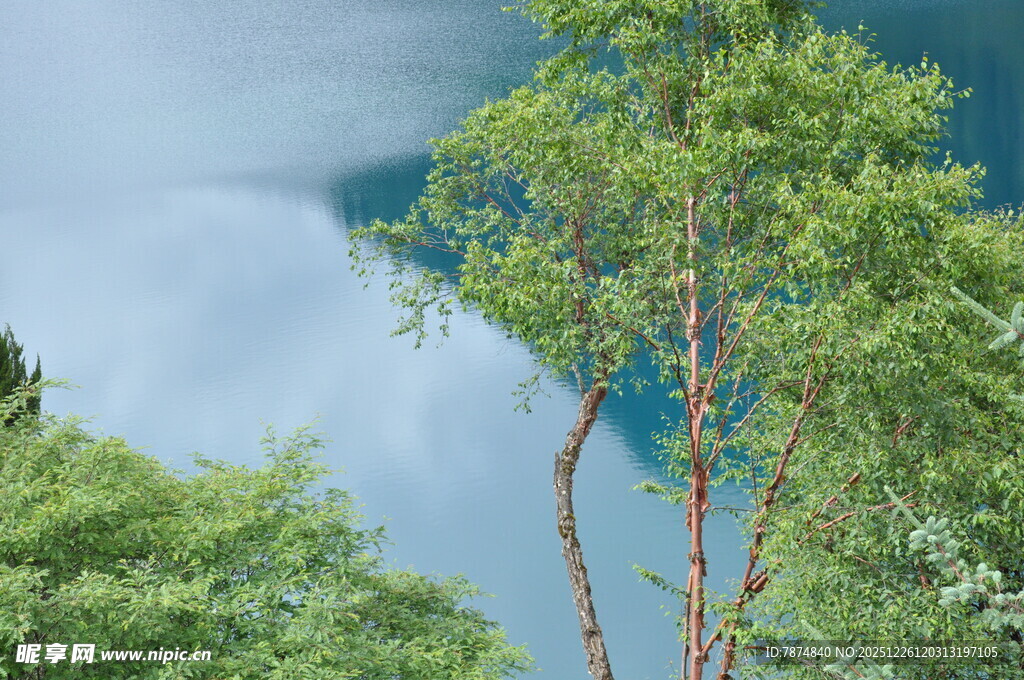 蓝天绿树间的清新景致