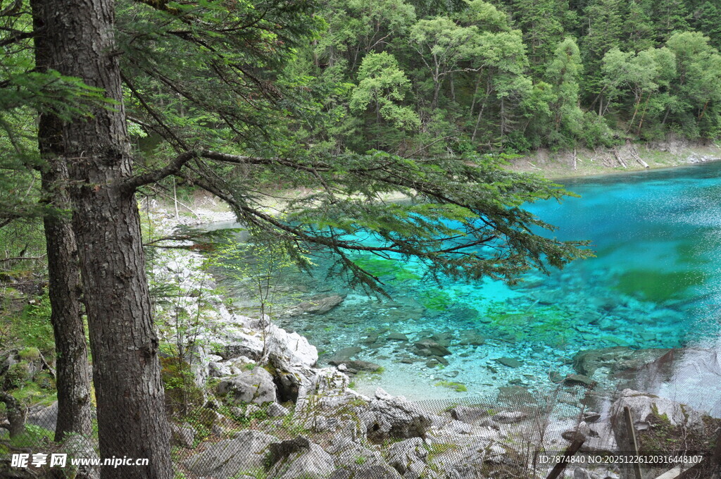 森林中的蓝绿色清澈湖泊