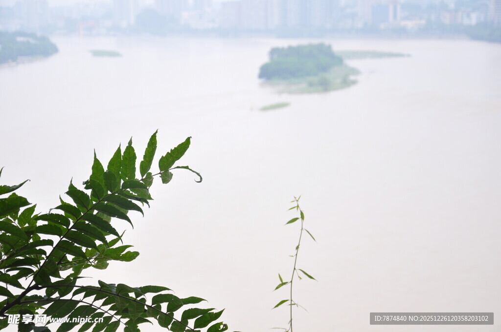 江边绿植与朦胧江景