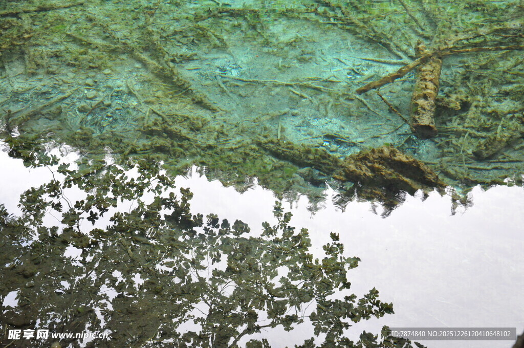 水下森林景观