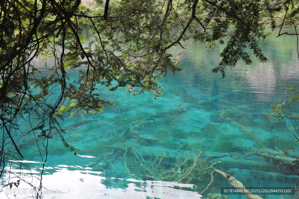 清澈湖水与岸边枝叶美景