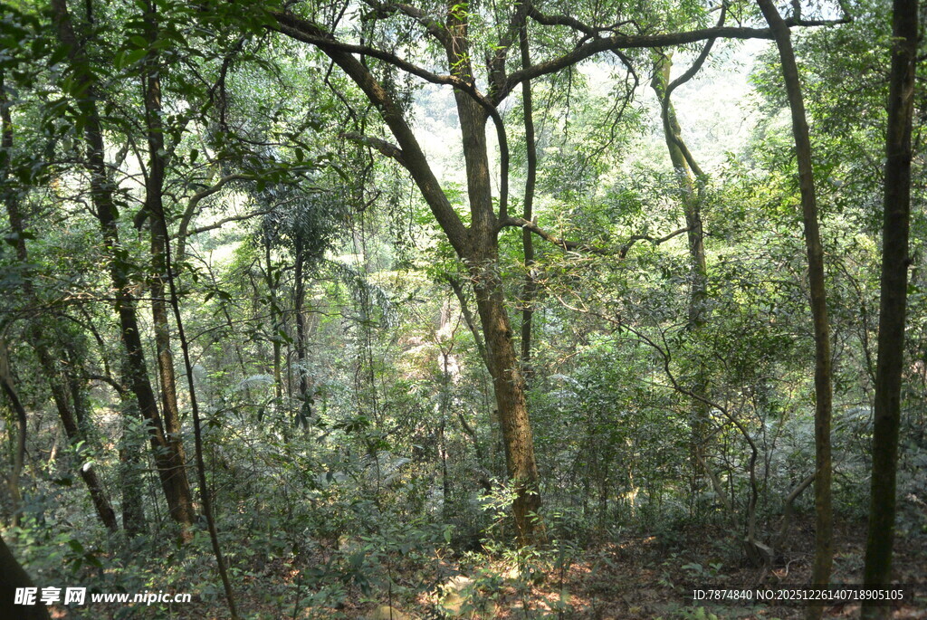 茂密森林中的自然景致