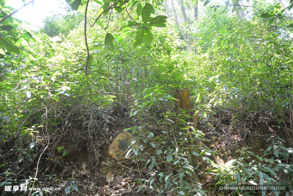 茂密丛林中的自然景致