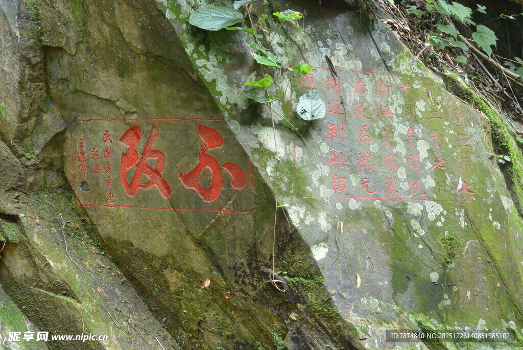 山间岩石上的绿色植物