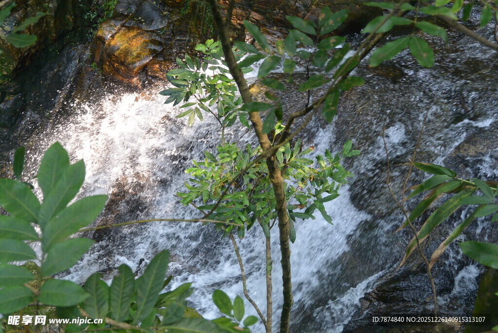 山间溪流旁的翠绿植物