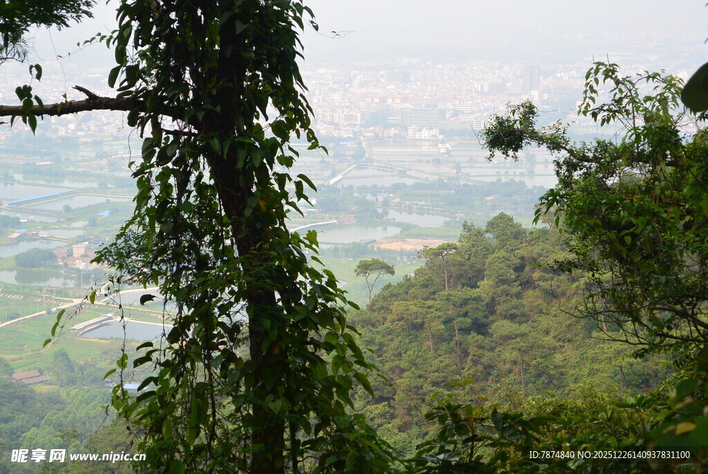 山林间缠绕的翠绿藤蔓