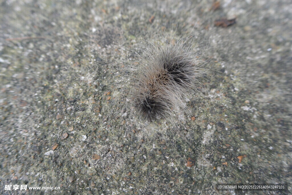 地面上的毛茸茸黑色小虫子