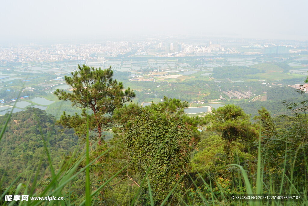 山顶俯瞰绿意盎然的城市景观