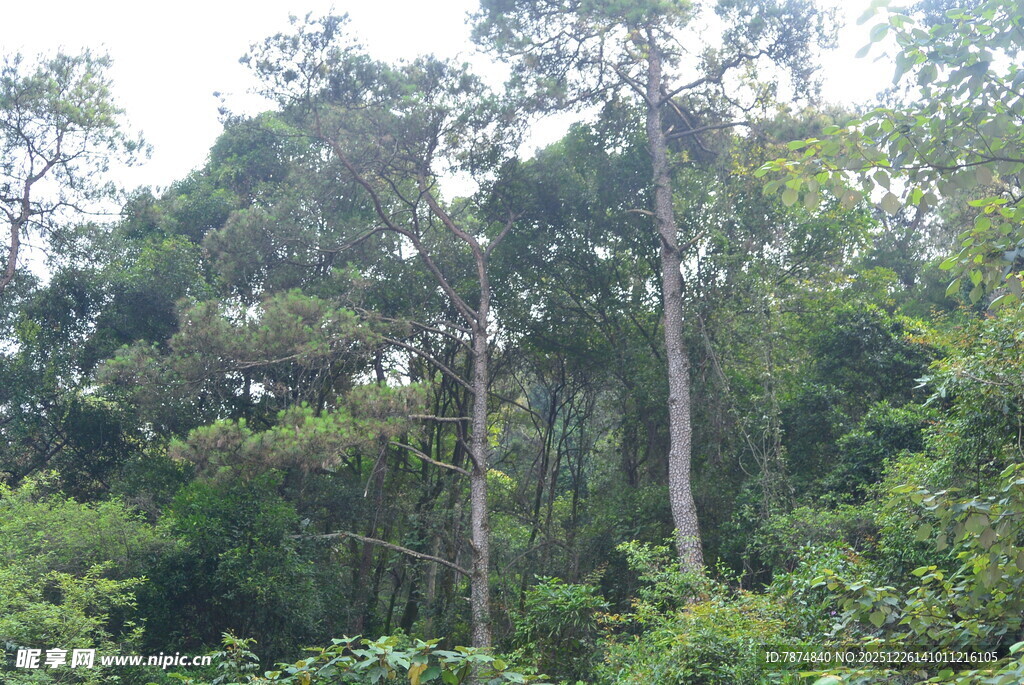 茂密森林中的高大树木