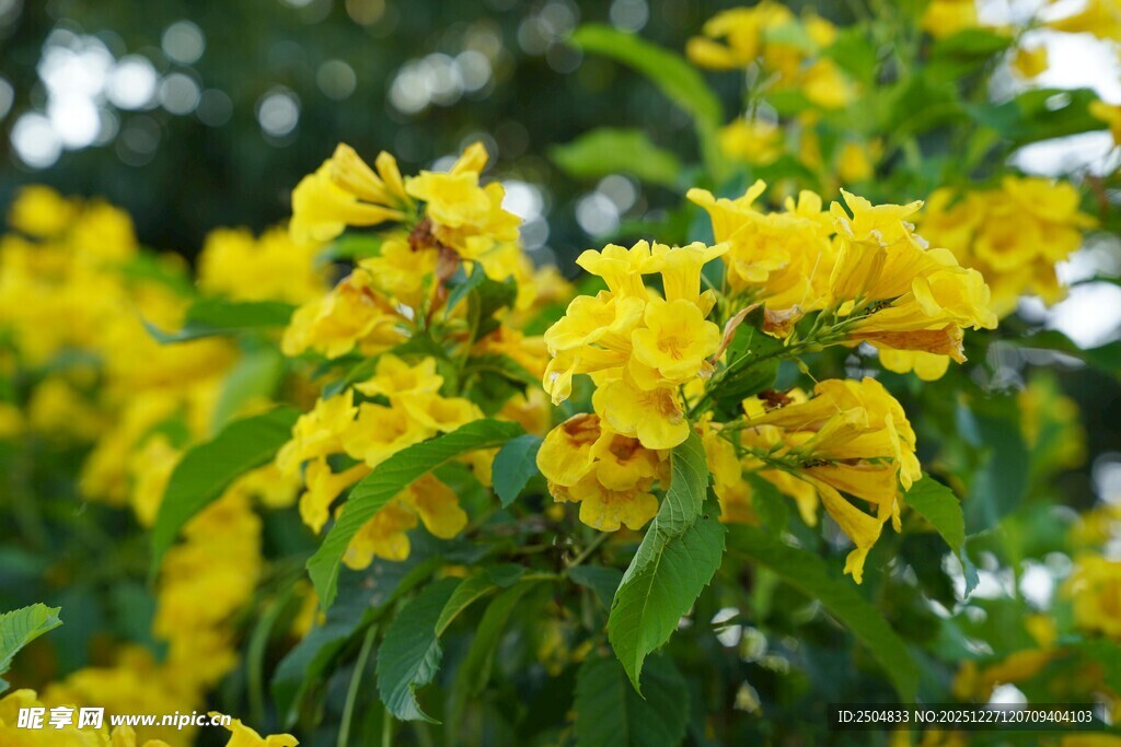 金黄灿烂的美丽花卉绽放