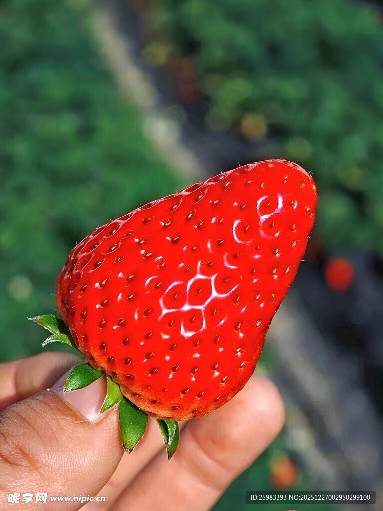 草莓
