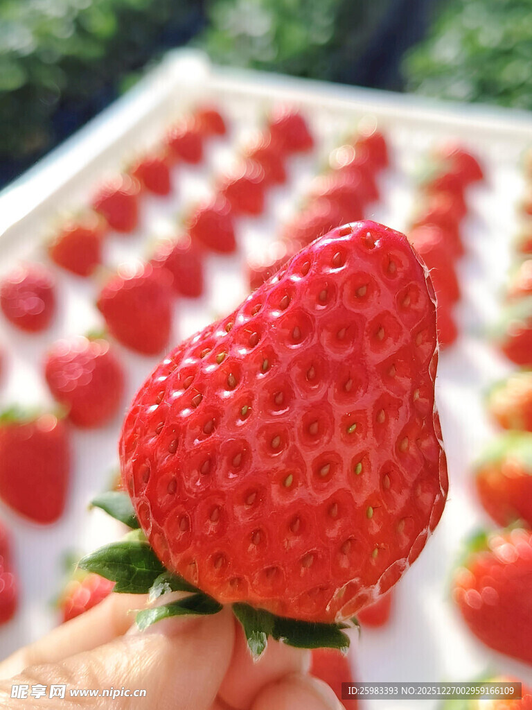 草莓