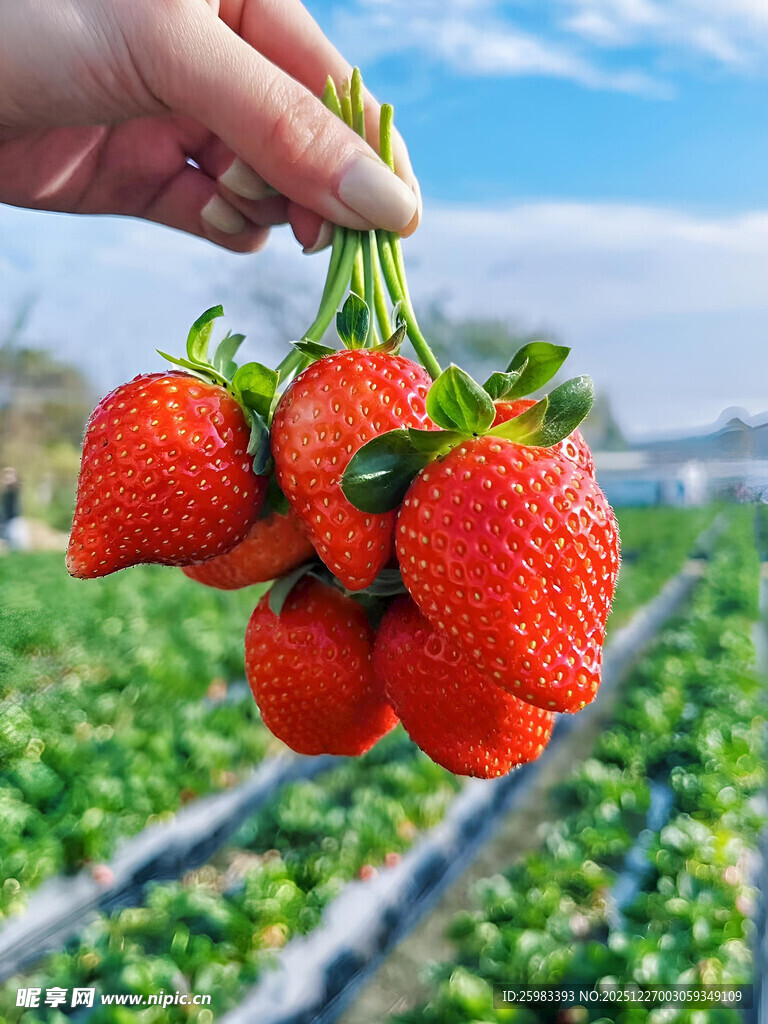 草莓栽培