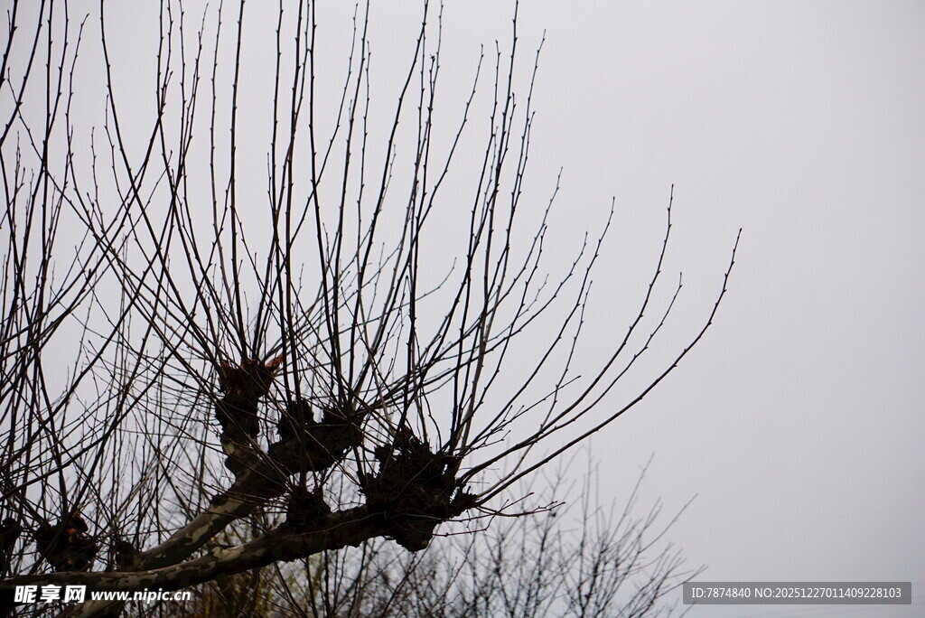 枝头鸟儿栖于光秃树枝