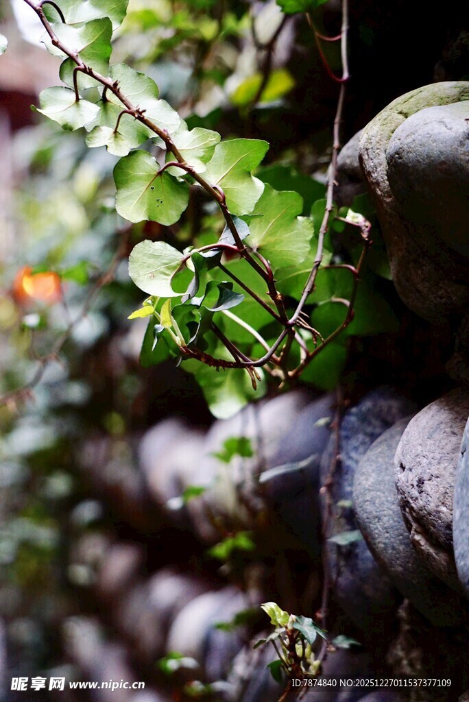 石缝间的翠绿生机