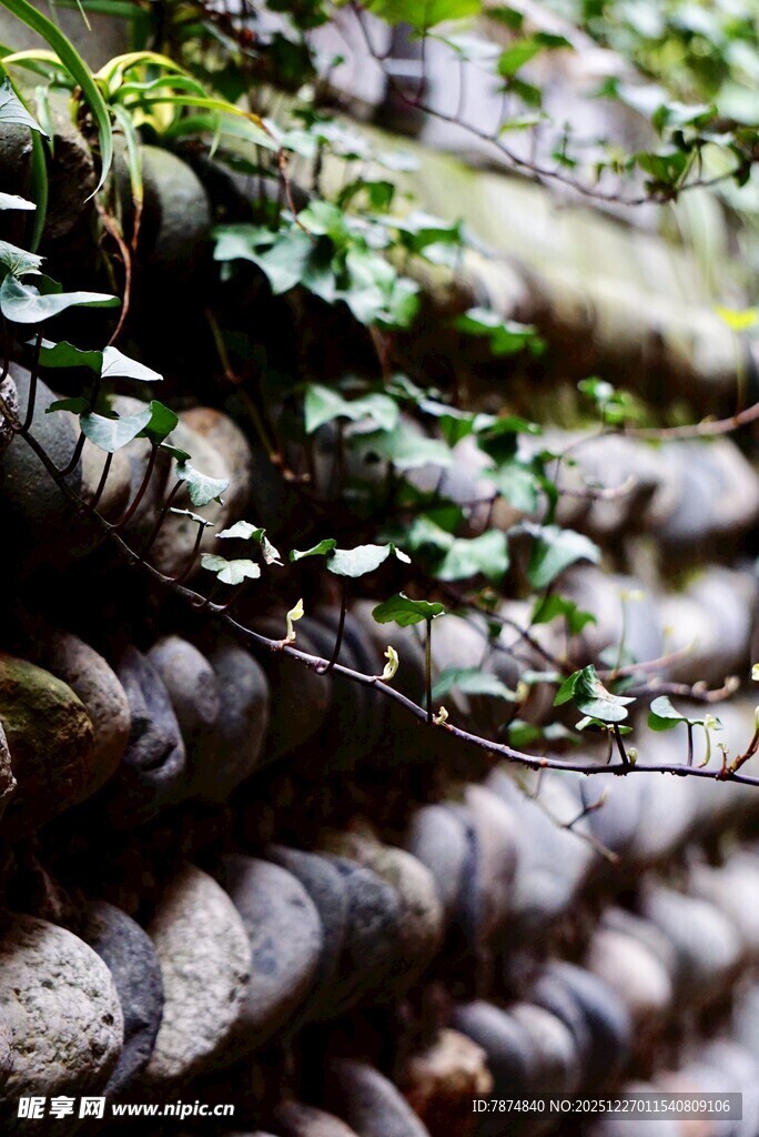 石墙上的翠绿藤蔓植物