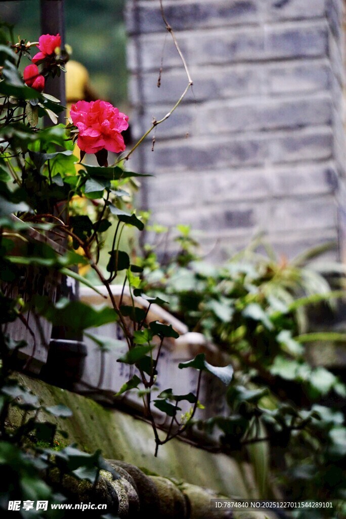 墙边绽放的艳丽红花朵