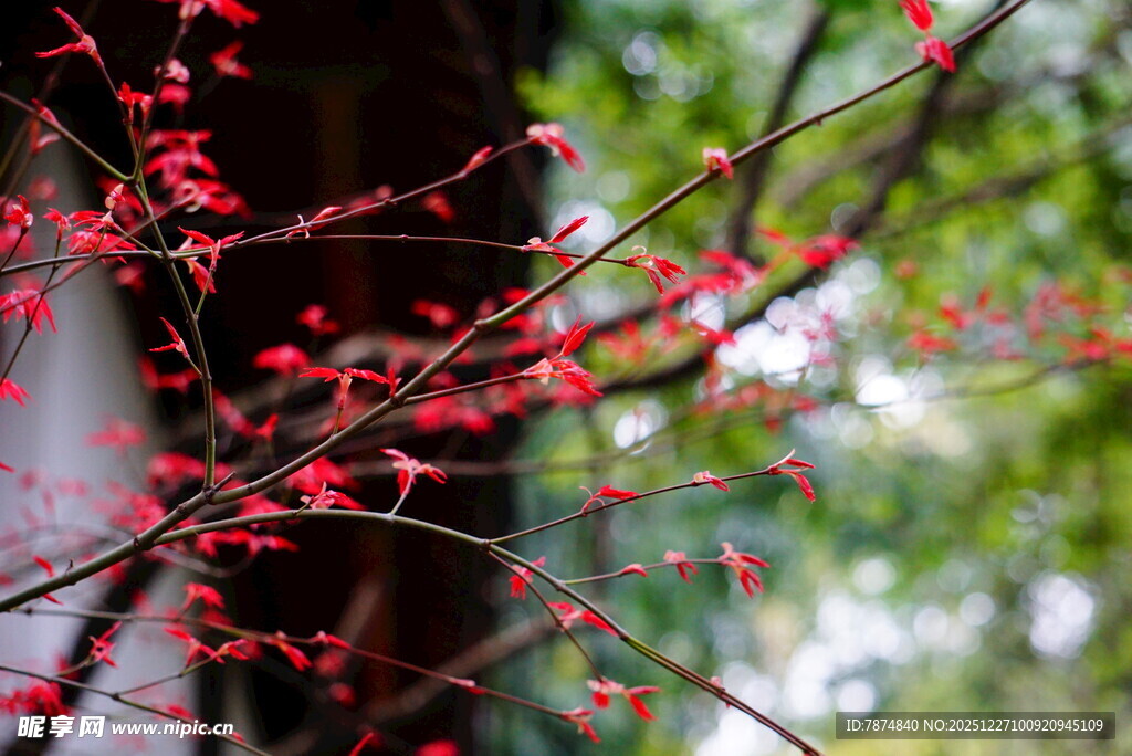 枝头红蕾绽 春意初显